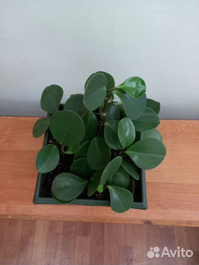 Продам цветы комнатные