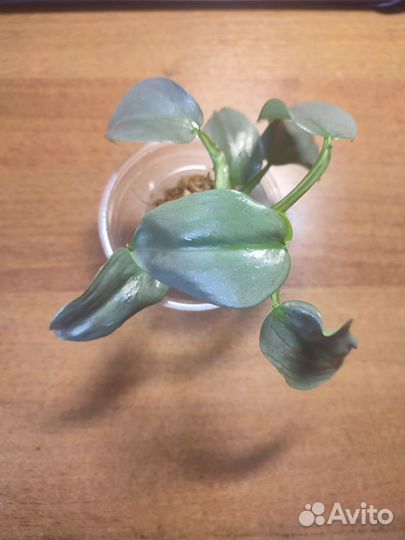 Филодендрон Сильвер даст