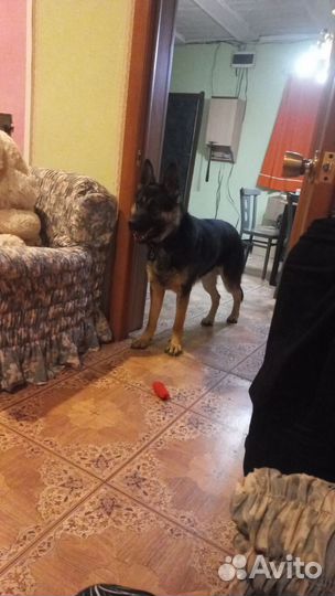 Немецкая овчарка кобель