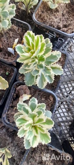 Очиток седум