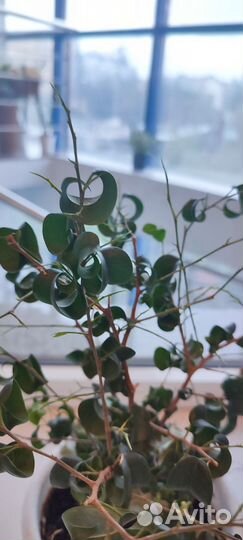 Фикус кудрявый