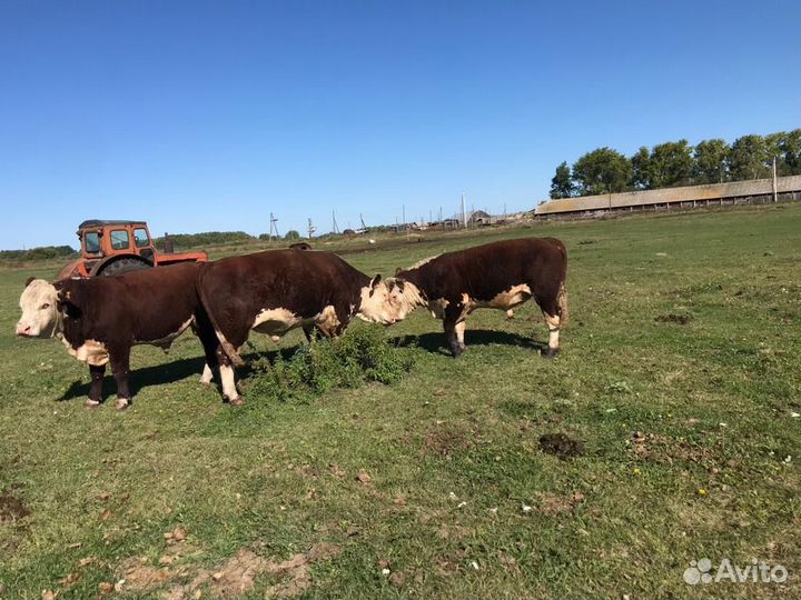 Быки герефорды