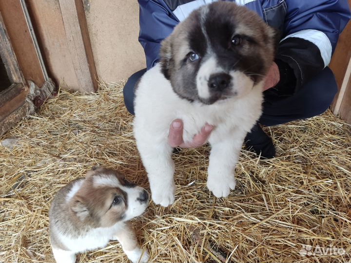 Продаются щенки сао