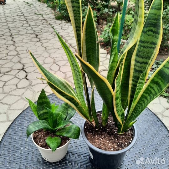 Сансивиерия, Замиокулькас