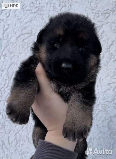 Немецкая овчарка