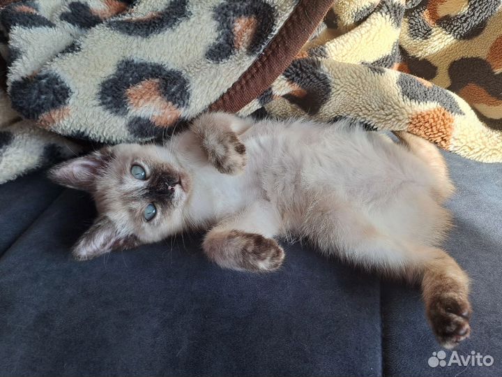Кошка меконгский бобтейл