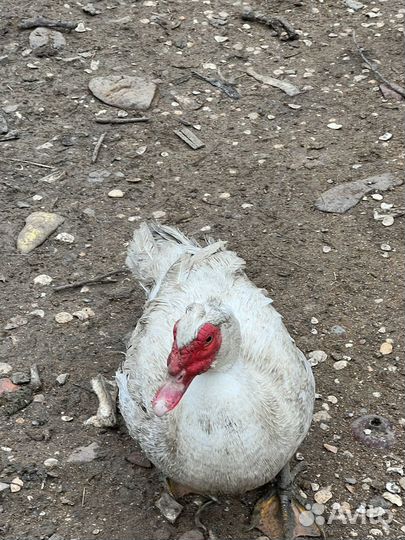 Селезни тяжелой кросс