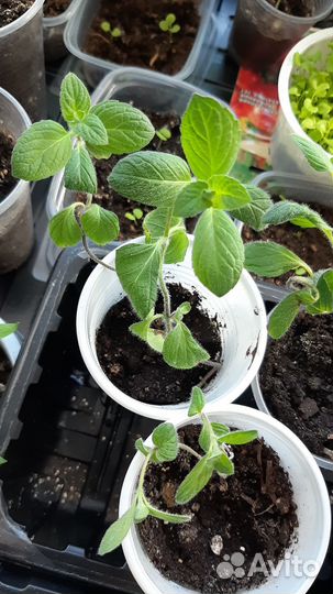 Мята перечная