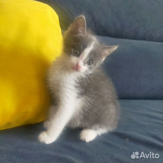 Котята в добрые руки бесплатно