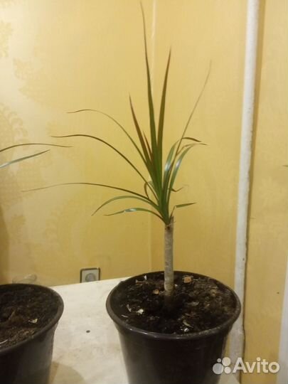 Драцена – знаменитое дерево счастья