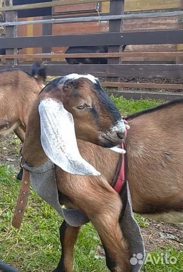 Англо-Нубийские козлята 100