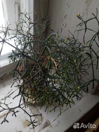 Бегония, ахименис, хлорофитум