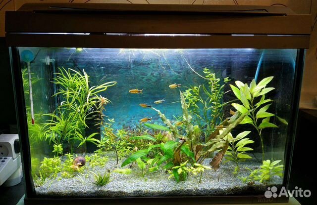 Аквариум