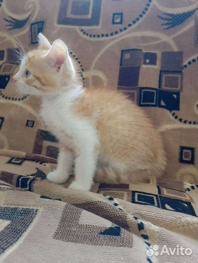 Кошка в дар бесплатно