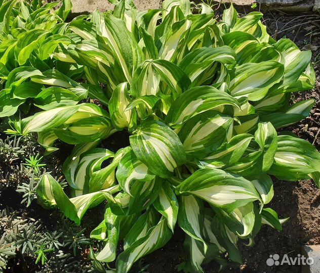 Хосты - 3 часть