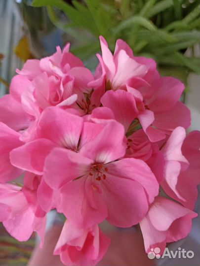 Пеларгонии сортовые