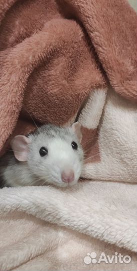 Передержка домашних животных