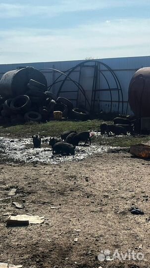 Поросята Кармалы