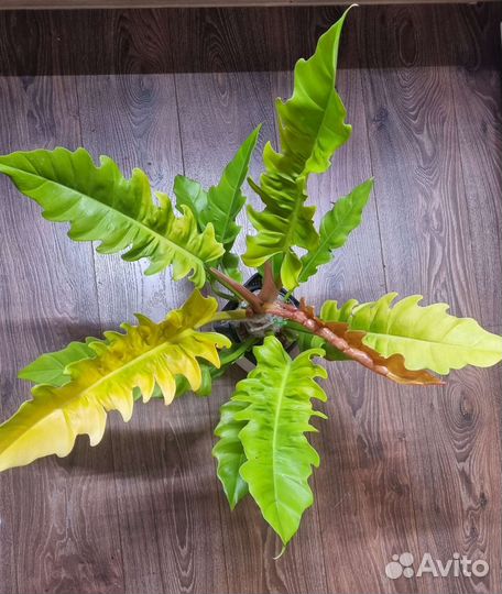 Филодендроны