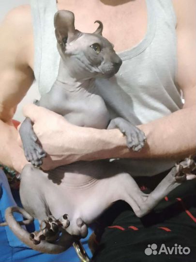 Эльф Сфинкс вязка