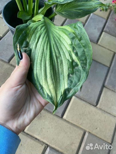 Хоста гибридная Вирлвиид