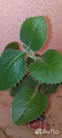 Мята лимонная