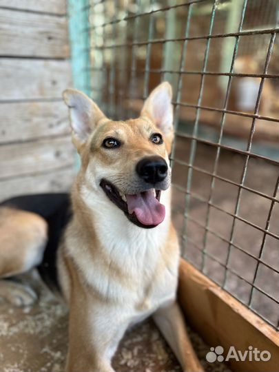 Хрупкая красавица Айва оказалась в приюте