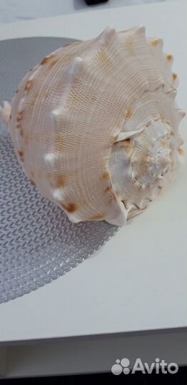 Морская ракушка