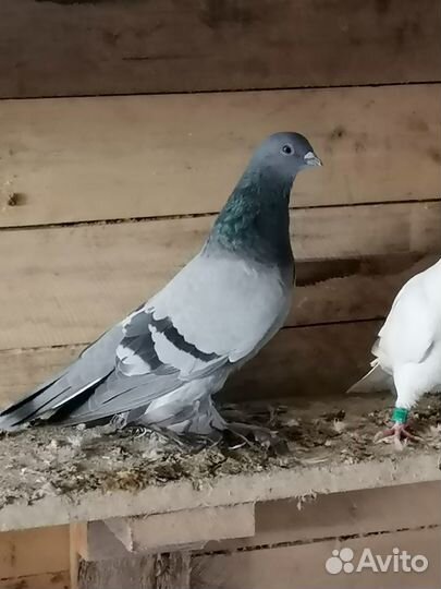 Продажа бакинских голубей