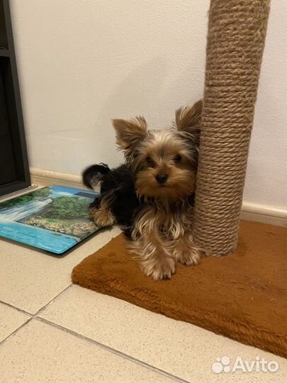 Йоркширский терьер щенок стандарт