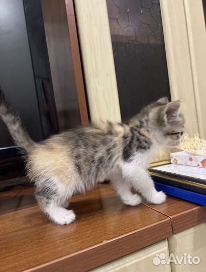 Котёнок с лотком