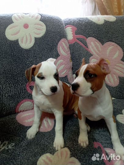 Продам щенков