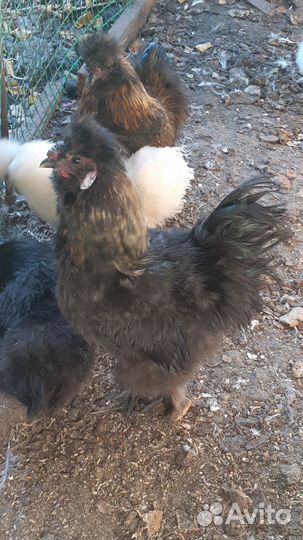 Петух китайский шелковый