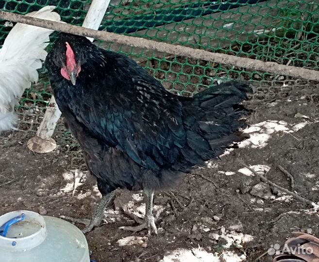 Молодые петушки, индоутки