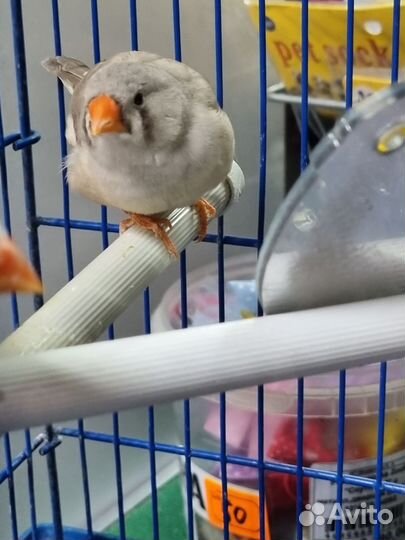 Амадины зебровые