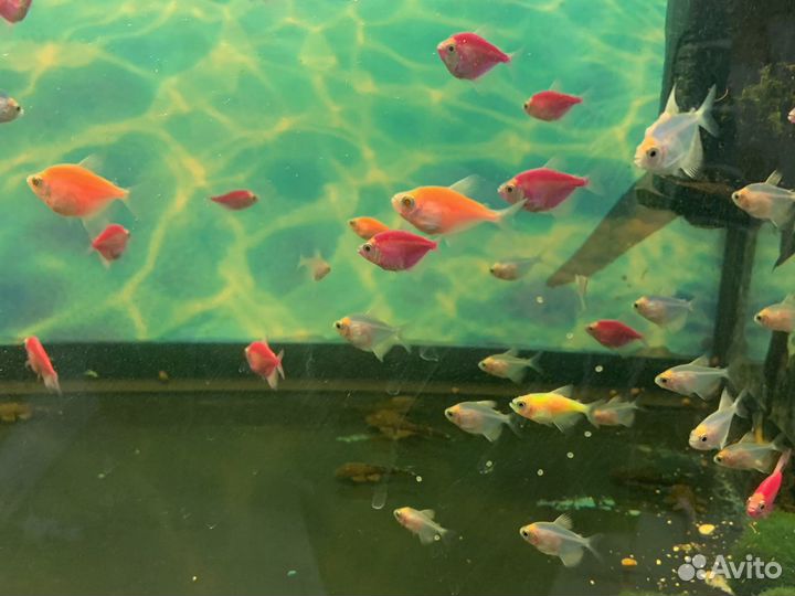 Аквариумные рыбки