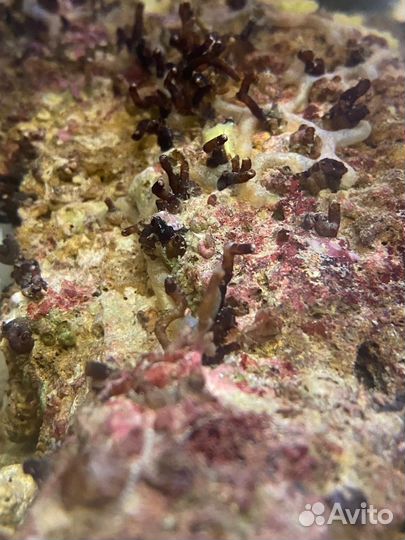 Живые камни