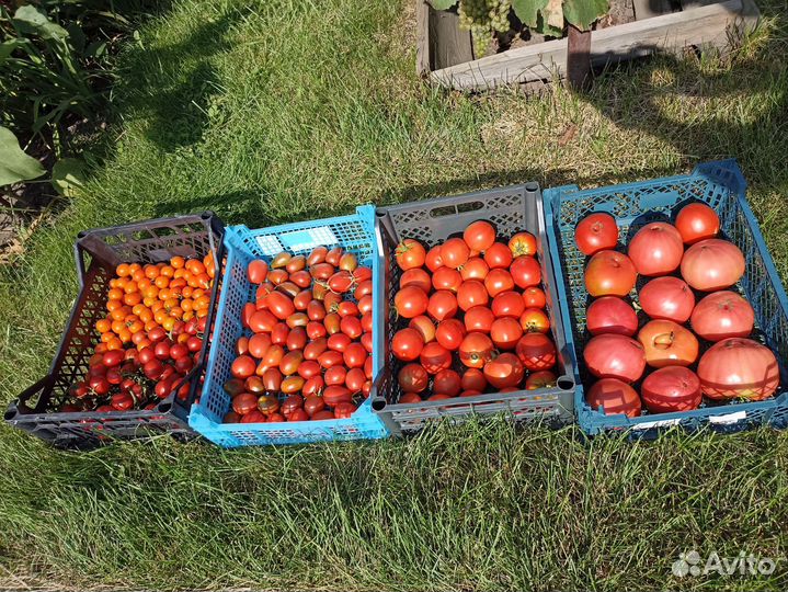 Помидоры свежие домашние