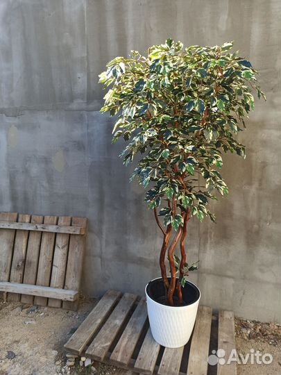 Искусственные деревья. Фикус Бенжамин пёстрый