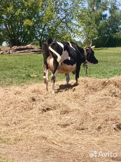 Продаю Телята 8шт.Коровы дойные 4шт