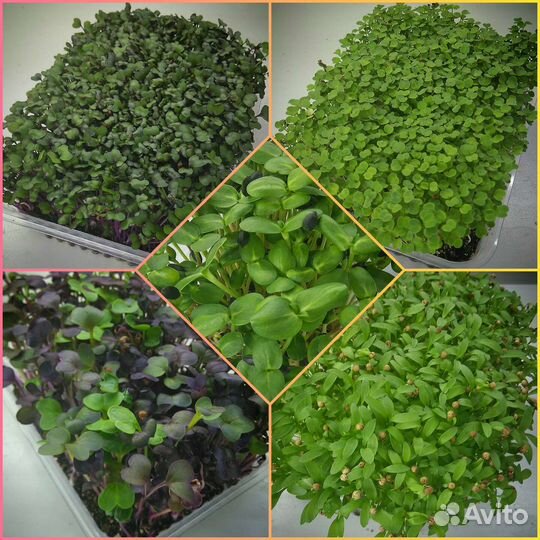 Микрозелень