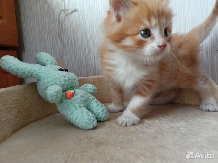Рыжий котенок