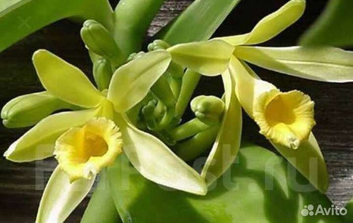 Орхидея ваниль пищевая. (Вариегатная)