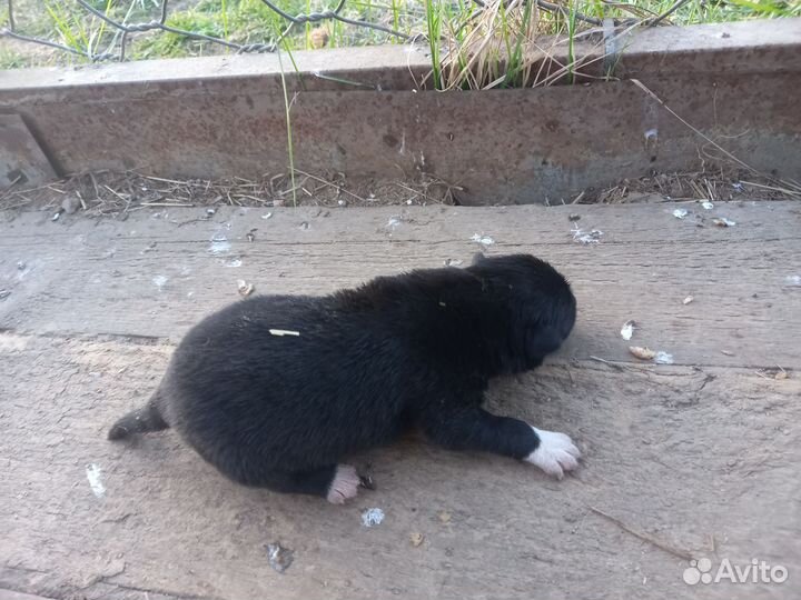 Щенки Русско европейской лайки