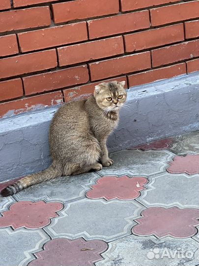 Нашлась кошка