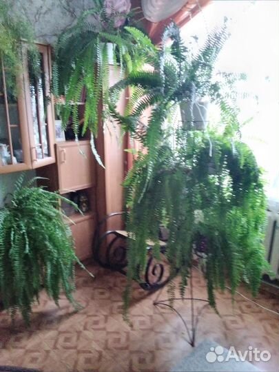 Папоротники,кротоны замиокулькусы,денежное дерево