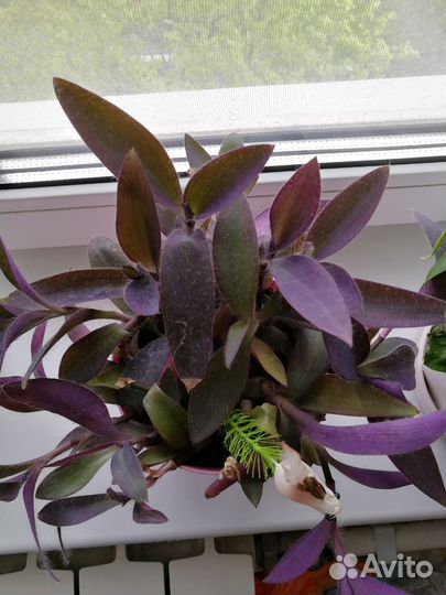 Традесканция фиолетовая Сеткрезия (Сеткреазия)
