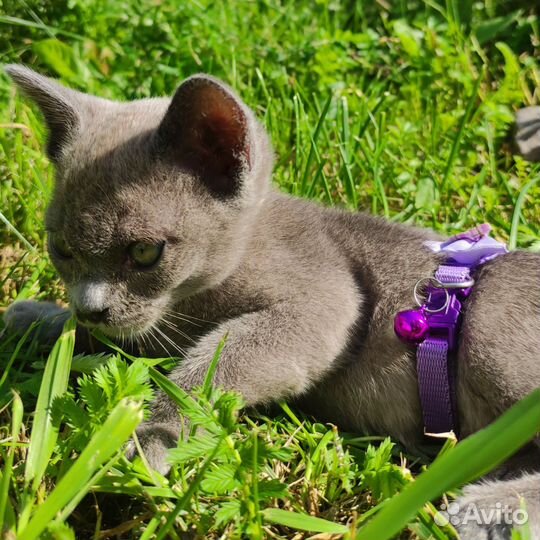 Бурманские котята голубого окраса