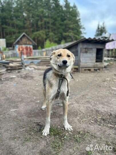 Щенки дворняги