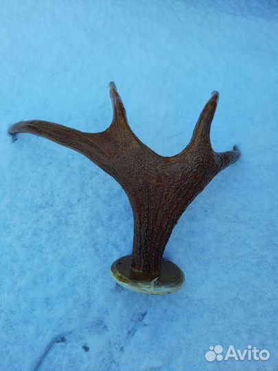 Продам рога лося